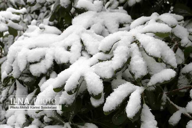 IMG_2097 copy