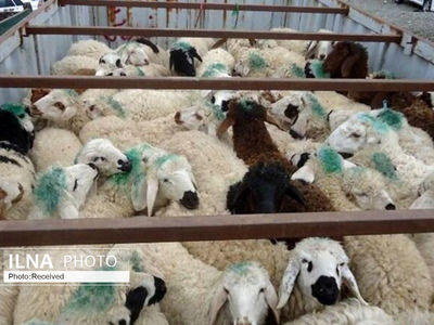 ذبح ۱۷ هزار گوسفند در مراکز عرضه دام/ حضور ۱۰ دامپزشک در هر مرکز