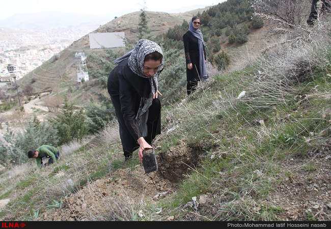 نهال کاری در دامنه کوه آبیدر سنندج 
