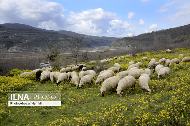 شکوفه های بهاری /  رودبار گیلان