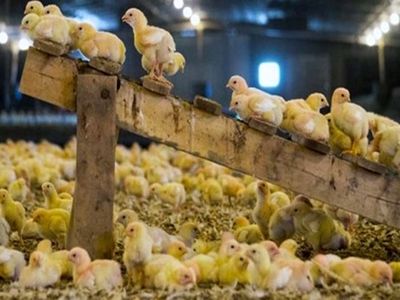 جوجه‌ریزی برای تامین ذخایر استراتژیک مرغ افزایش می‌یابد