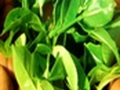 باید وضعیت صنعت چای مطلوب‌تر شود