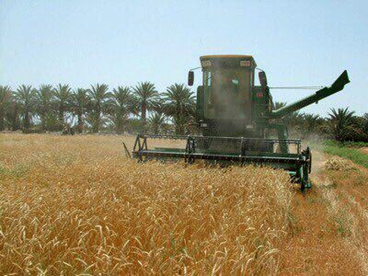 خرید گندم درسیستان و بلوچستان  از مرز ٣٠ هزار تن گذشت