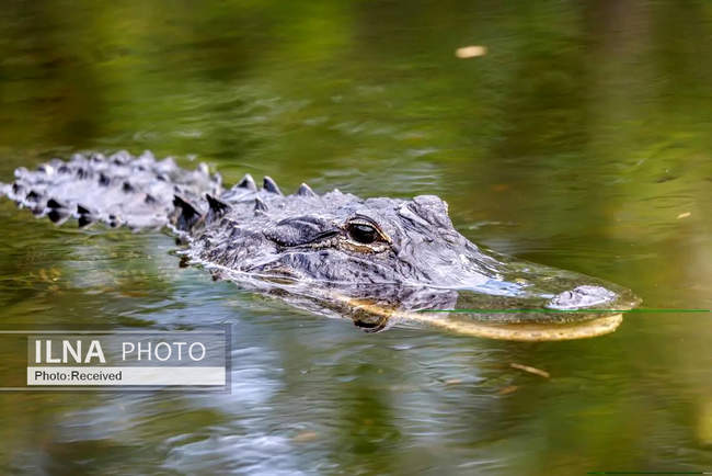 هفته‌ای در دنیای حیات‌وحش