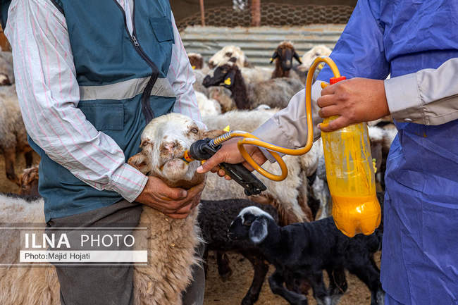 مزرعه دامپروری چپرقویمه، در مسیر محرومیت زدایی