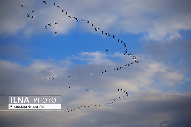 قوهای مهاجر در تالاب سرخرود