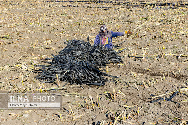 از مزرعه تا صنایع تبدیلی