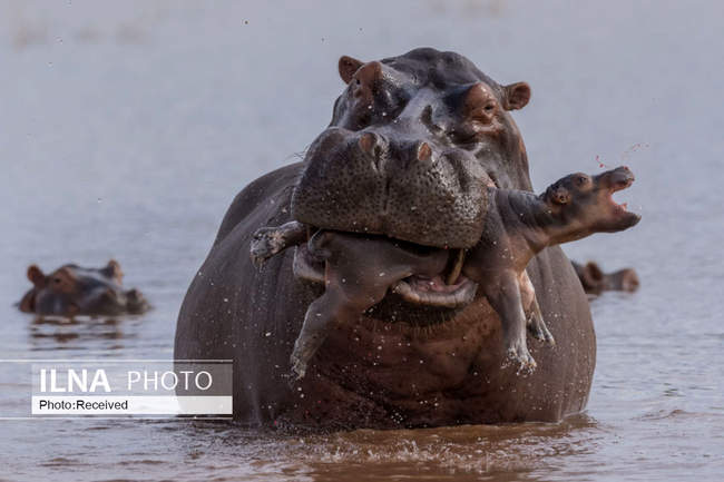 مسابقه عکاسی طبیعت وحش