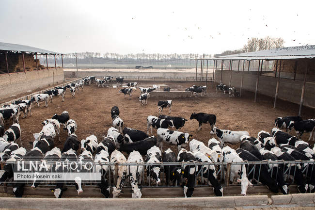 خودکفایی در تولید شیر با تلیسه نمونه