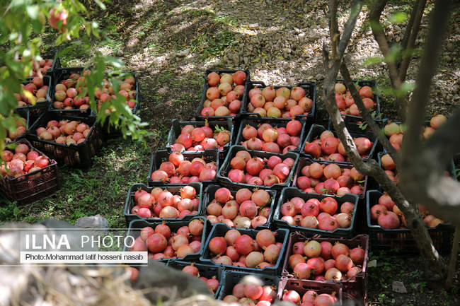  برداشت انار در هورامان کردستان ( روستای ژیوار)