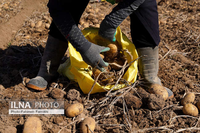 اشتغالزایی در مزارع کشاورزی سیب زمینی فیروزکوه