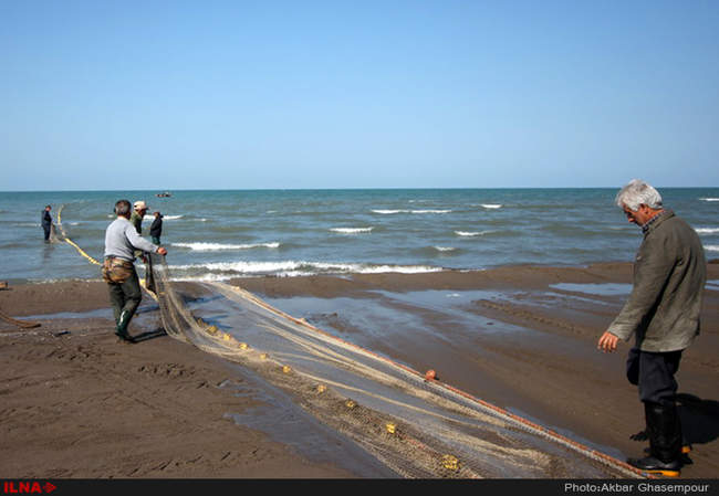 صید ماهی سفید در دریای خزر
