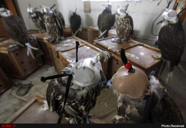 قاچاق حیوانات