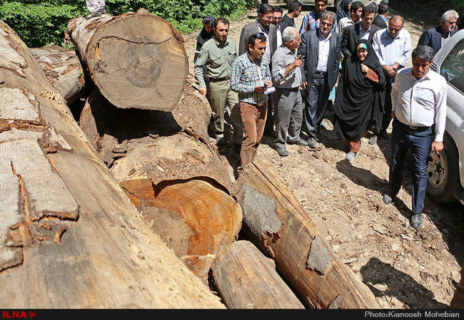 سفر معصومه ابتکار به استان مازندران به مناسبت روز حفاظت از جنگل ها