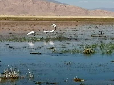  آبگیری بیش از ۵۰ درصدی تالاب کمجان 
