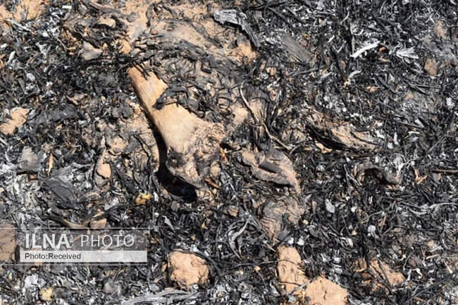 کشف گور دسته‌جمعی پر از استخوان‌ و لباس‌ 