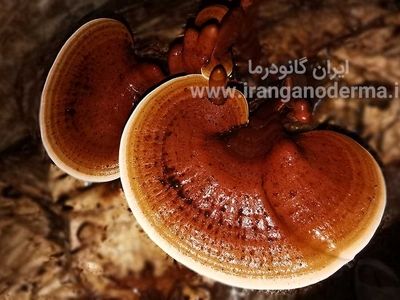 قارچ گانودرما و تاثیر آن بر ویروس HPV