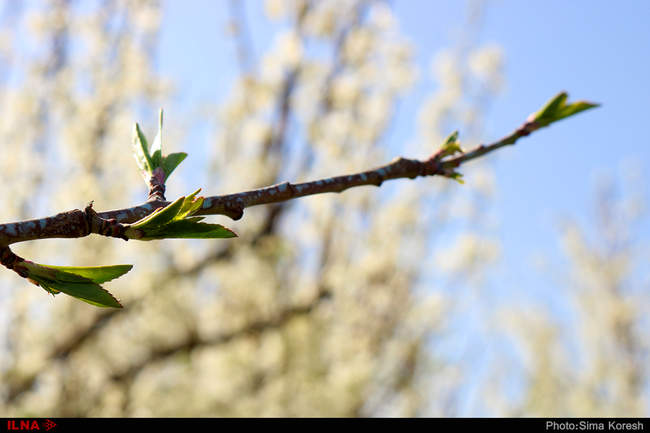 شکوفه های بهاری در همدان