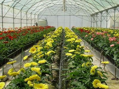 خوزستان پیشتاز در تولید گیاهان گلدار گلخانه‌ای کشور