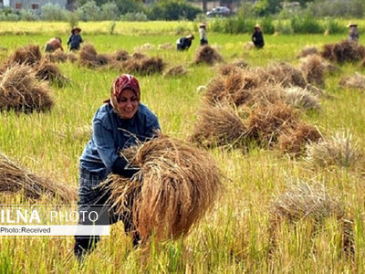 آغاز برداشت برنج در شالیزار‌های ساری
