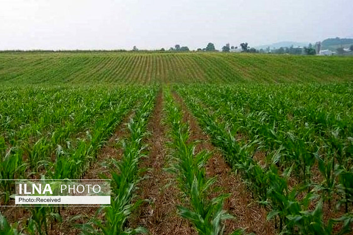 اجرای طرح الگوی کشت در بوئین زهرا نیازمند مشوق است
