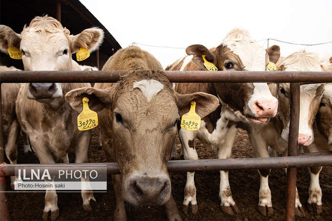 خودکفایی در تولید شیر با تلیسه نمونه