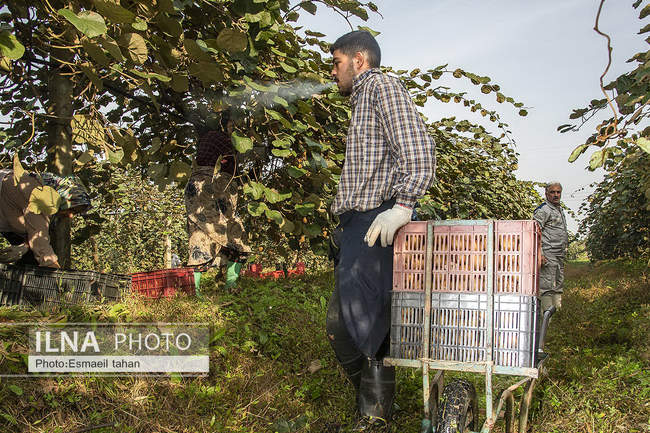 کار و امید، قصه زنان باغ کیوی