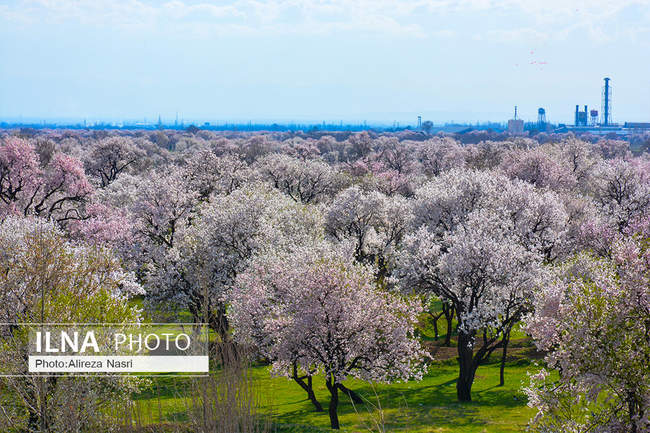 بهار کرونایی از راه رسید