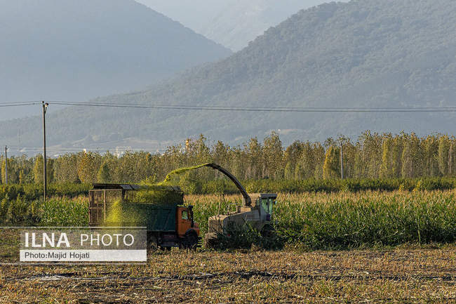 از مزرعه تا صنایع تبدیلی