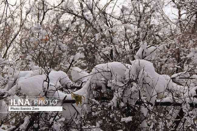طبیعت برفی روستای قلات