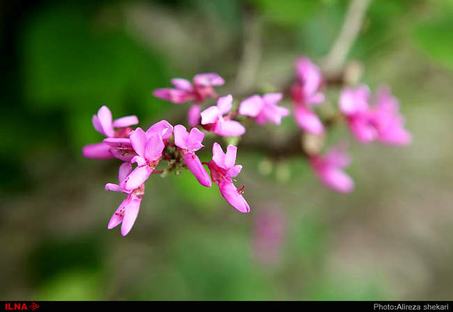 بهار، جلوه زیبای خداوند