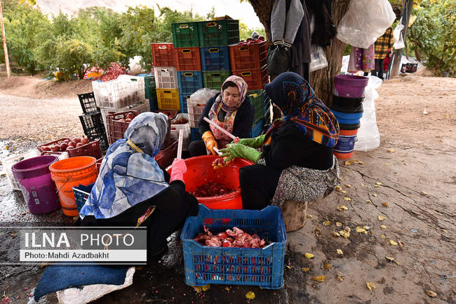 آغاز فصل برداشت انار در روستای محمود آباد