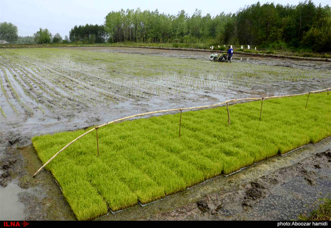 نشاء (کشت برنج) در گیلان