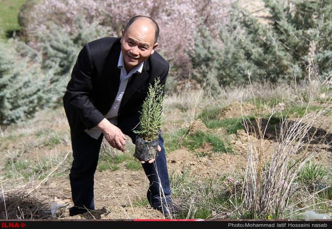 نهال کاری در دامنه کوه آبیدر سنندج 