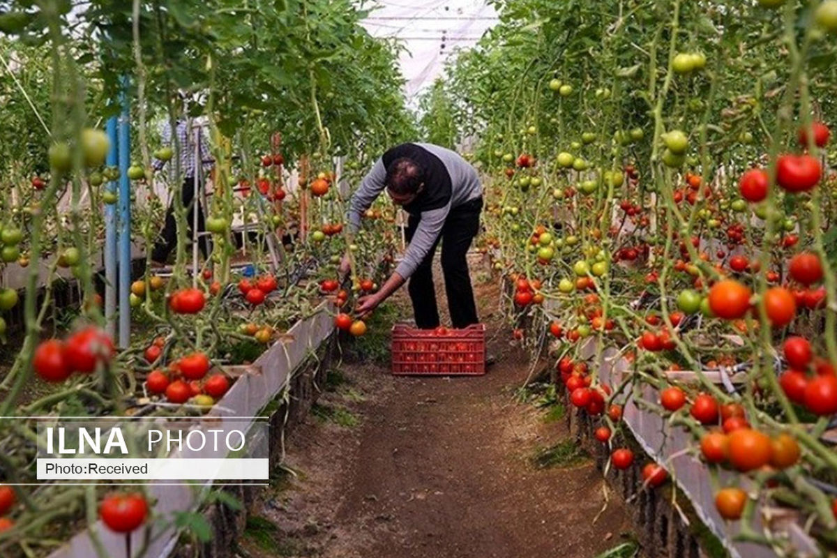 بیش از سه هزار قزوینی در بخش کشاورزی مشغول به کار شدند