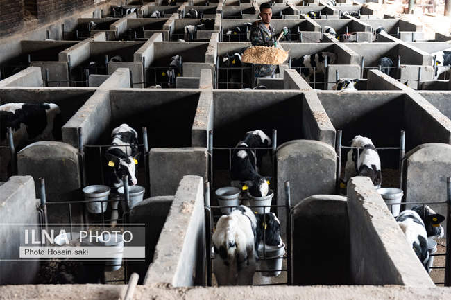 خودکفایی در تولید شیر با تلیسه نمونه