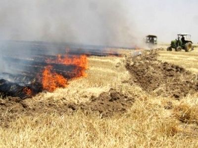 آتش زدن کاه و کلش مزارع پس از برداشت ممنوع است