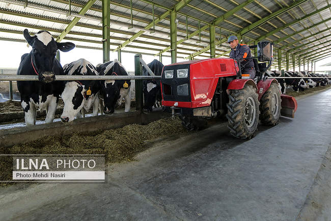 امنیت غذایی کشور از طریق دام و طیور