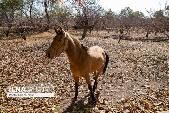 باغستان سنتی؛ میراث کهن مردم قزوین 