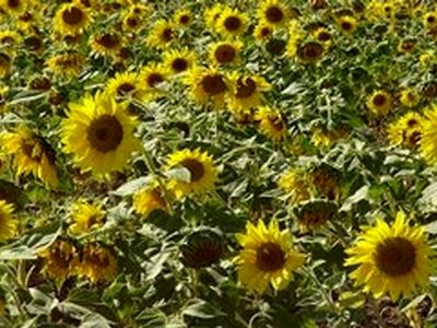امسال بیش از ۵ هزار هکتار از اراضی دیم استان به کشت بذر آفتابگردان دیم اختصاص یافت