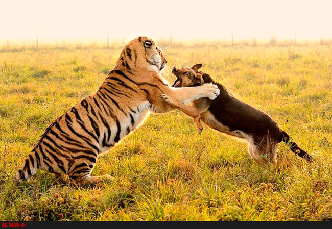 دوستی ببر و سگ