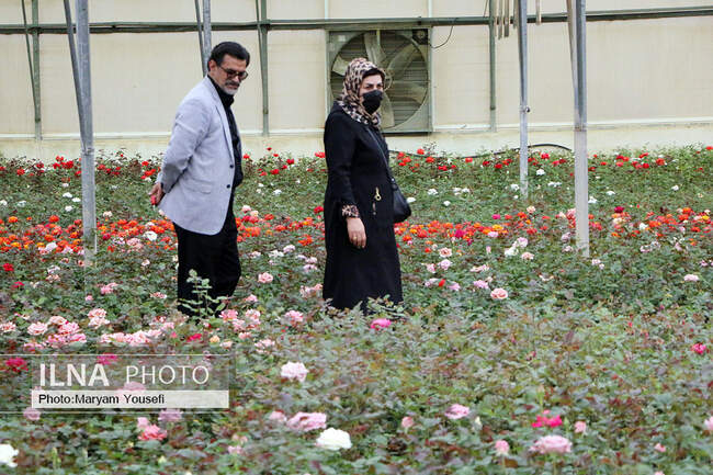 دهکده رزهای هلندی در صوفیان 