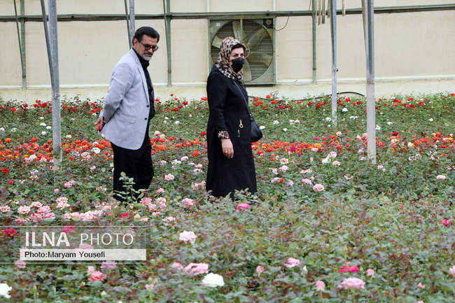 دهکده رزهای هلندی در صوفیان 