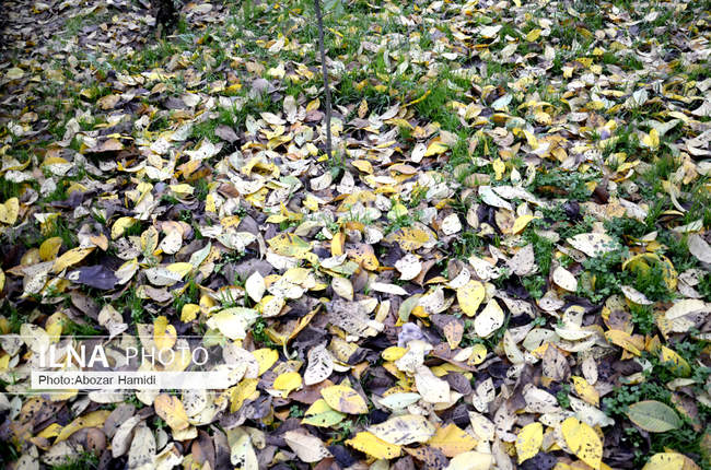 طبیعت پاییزی گیلان